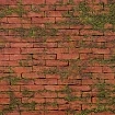 MASONRY MOSS - Rojo